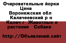 Очаровательные йорки ;) › Цена ­ 10 000 - Воронежская обл., Калачеевский р-н, Калач г. Животные и растения » Собаки   